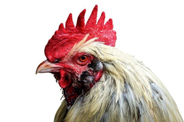 Chicken Icon